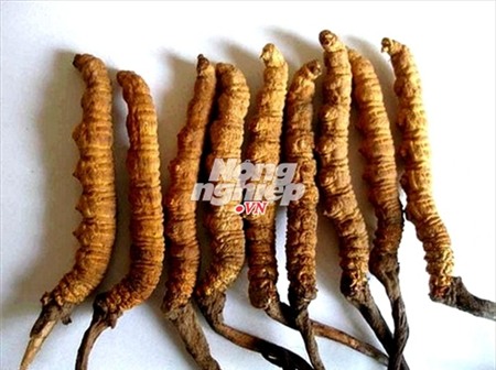 đông-trùng-hạ-thảo, tăng-cường-sinh-lực, pín-hải-cẩu, giả, trung-quốc, Tây-tạng