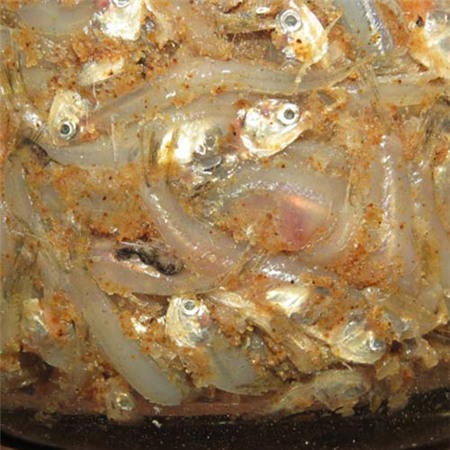 Mắm chua cá cơm, đậm đà món ngon quê - 1