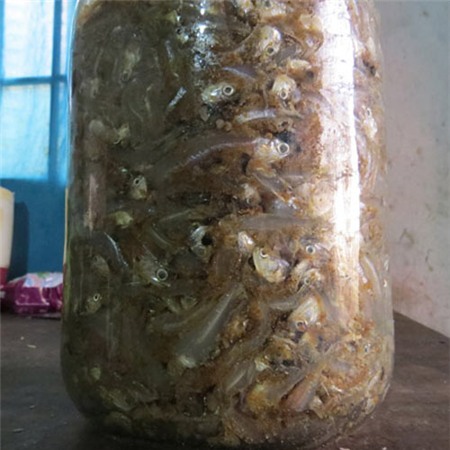 Mắm chua cá cơm, đậm đà món ngon quê - 2