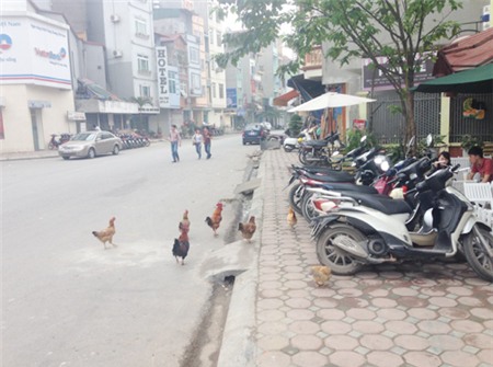 gà, nuôi-gà, gà-đi-bộ, gà-trên-phố, dịch-cúm, gia-cầm, Hà-Nội, thủ-đô