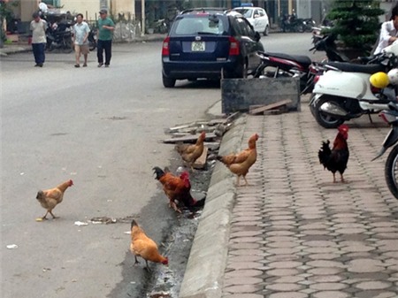 gà, nuôi-gà, gà-đi-bộ, gà-trên-phố, dịch-cúm, gia-cầm, Hà-Nội, thủ-đô