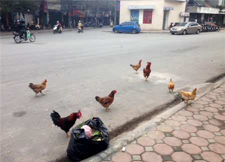 gà, nuôi-gà, gà-đi-bộ, gà-trên-phố, dịch-cúm, gia-cầm, Hà-Nội, thủ-đô