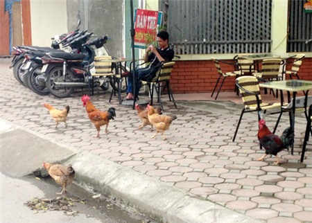 gà, nuôi-gà, gà-đi-bộ, gà-trên-phố, dịch-cúm, gia-cầm, Hà-Nội, thủ-đô