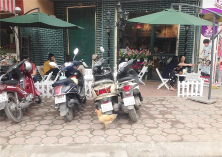 gà, nuôi-gà, gà-đi-bộ, gà-trên-phố, dịch-cúm, gia-cầm, Hà-Nội, thủ-đô