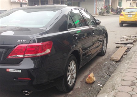 gà, nuôi-gà, gà-đi-bộ, gà-trên-phố, dịch-cúm, gia-cầm, Hà-Nội, thủ-đô