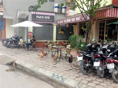 gà, nuôi-gà, gà-đi-bộ, gà-trên-phố, dịch-cúm, gia-cầm, Hà-Nội, thủ-đô