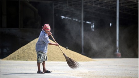 Chính phủ Thái Lan đã lên kế hoạch xả hết lượng gạo dự trữ (Ảnh: Bloomberg)