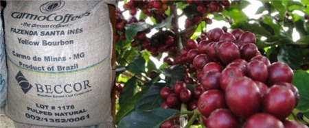 Top 10 loại cà phê đắt nhất thế giới 6