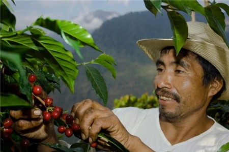 Top 10 loại cà phê đắt nhất thế giới 7