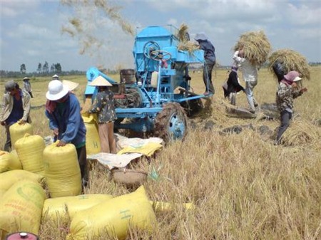Tình trạng mù tịt thông tin cộng với cách làm tự phát sẽ khiến hạt gạo của Việt Nam ngày càng mất giá