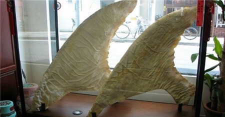 vi-cá-mập, vây-cá, đặc-sản, nhà-giàu, thú-chơi, xa-xỉ, xuất-nhẩu, nhập-khảu hải-sản