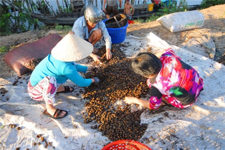 Nông dân gom ốc bươu vàng bán cho thương lái Trung Quốc