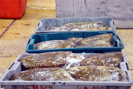 Nguyên liệu để làm chả mực phải là mực mai, loại to, tươi sống.