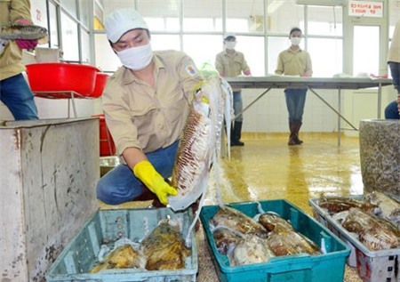 Nguồn nguyên liệu này được các cơ sở làm chả mực giã tay chọn mua rất kỹ lưỡng.
