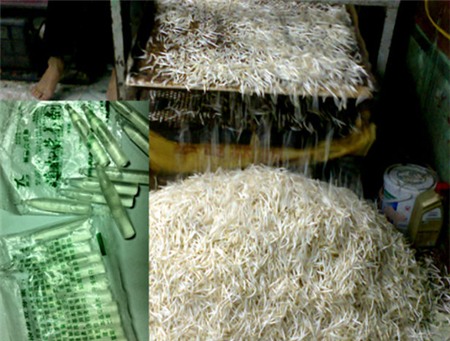 giá đỗ, giá-đỗ, thực-phẩm, chất kích thích, thuốc-kích-thích, an-toàn-thực-phẩm, người-tiêu-dùng, người tiêu dùng,