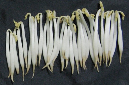 giá đỗ, giá-đỗ, thực-phẩm, chất kích thích, thuốc-kích-thích, an-toàn-thực-phẩm, người-tiêu-dùng, người tiêu dùng,