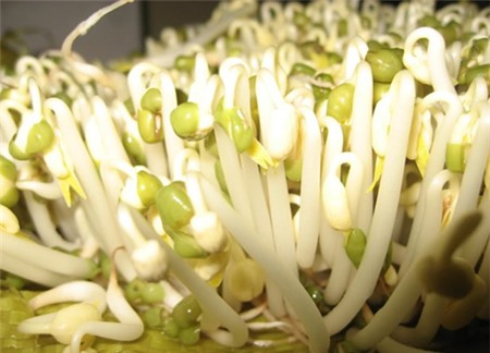 giá đỗ, giá-đỗ, thực-phẩm, chất kích thích, thuốc-kích-thích, an-toàn-thực-phẩm, người-tiêu-dùng, người tiêu dùng,