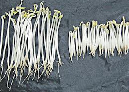 giá đỗ, giá-đỗ, thực-phẩm, chất kích thích, thuốc-kích-thích, an-toàn-thực-phẩm, người-tiêu-dùng, người tiêu dùng,