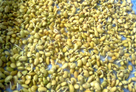 giá đỗ, giá-đỗ, thực-phẩm, chất kích thích, thuốc-kích-thích, an-toàn-thực-phẩm, người-tiêu-dùng, người tiêu dùng,