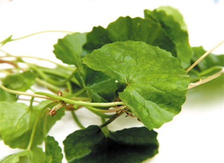 Rau má chống lão hóa - 1