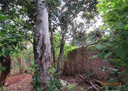 Tết Đoan ngọ trong ký ức tuổi thơ - 3