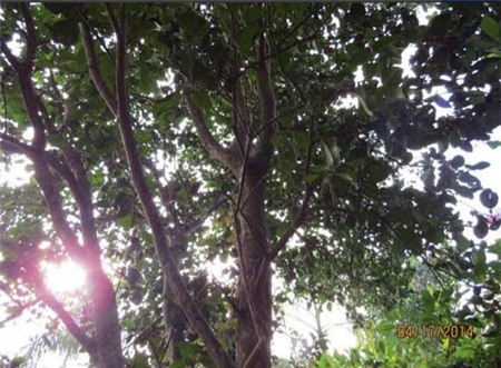 Tết Đoan ngọ trong ký ức tuổi thơ - 4