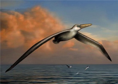 Phát hiện hóa thạch của loài chim lớn nhất mọi thời đại