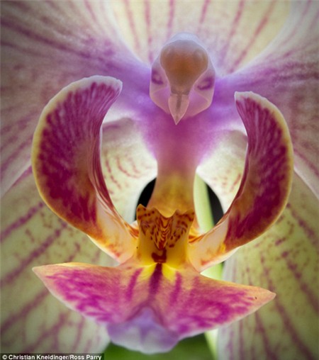 Hoa phong lan hình chim đang bay