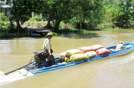 Chưa ai biết Trung Quốc mua ốc bươu vàng miền Tây làm gì