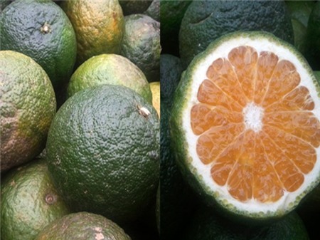 Để người tiêu dùng khỏi nhầm lẫn, ông Phạm Xuân Tình - Trưởng phòng NN huyện Bắc Quang cho biết có thể phân biệt cam Hà Giang theo các yếu tố: Mùa vụ thu hoạch là vào trung tuần tháng 11 âm lịch mới xuất bán, nên cam bán thời điểm này chắc chắn không phải cam Hà Giang. Thứ hai là cam mang màu vàng đỏ đặc trưng cả ở vỏ và trong ruột; cam có hạt do là giống nguyên bản chứ không phải cam lai; cùi dày do Hà Giang vẫn làm kiểu truyền thống, tự nhiên chứ chưa can thiệp hóa chất. Vị cam Hà Giang cũng ngọt đậm hơn so với cam khác, nhưng có chút chua chứ không ngọt như nhiều loại cam Trung Quốc. Ảnh: Kiến Thức.