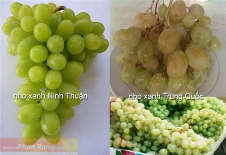 Nho xanh Ninh Thuận vỏ quả dày, có màu xanh ngả vàng nhạt, thịt quả trong, có hạt, có vị ngọt đậm không gắt, chua rất nhẹ. Trọng lượng từ 200 – 500 g/chùm, trái khít gần nhau. Nho xanh Trung Quốc vỏ quả mỏng, không có hạt, có vị ngọt gắt. Trái nho rời rạc trên 1 chùm. Theo ông Nguyễn Văn Mọi, chủ nhân thương hiệu nho Ba Mọi nổi tiếng ở Ninh Thuận, tháng 3 – 4 không phải mùa thu hoạch chính của nho Ninh Thuận nên chắc chắn sản lượng không nhiều để bán tràn lan trên các vỉa hè với giá rẻ. Ảnh: Web.