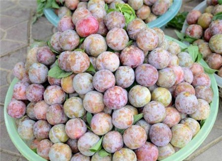 Cảnh được mùa mất giá lại tiếp diễn làm đắng lòng người nông dân. Nếu như đầu mùa giá thu mua mận tại vườn thường vào khoảng 25.000 - 30.000 đồng/kg thì khoảng đầu tháng 6 chỉ còn khoảng 3.000 - 5.000 đồng/kg, do mận Trung Quốc tràn ngập thị trường. Theo lời chị Lò Thị Phương – người trồng mận ở Sơn La, hầu hết các vườn mận đều được mùa, năng suất cao hơn hẳn mọi năm tuy nhiên, giá thu mua năm nay đã rớt mạnh so với năm ngoái. Ảnh: Sống Mới.