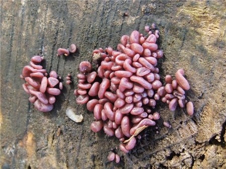 Loài nấm có hình dáng giống ruột non