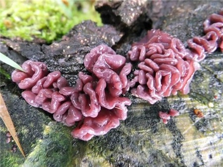 Loài nấm có hình dáng giống ruột non