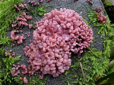 Loài nấm có hình dáng giống ruột non