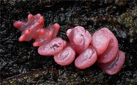 Loài nấm có hình dáng giống ruột non