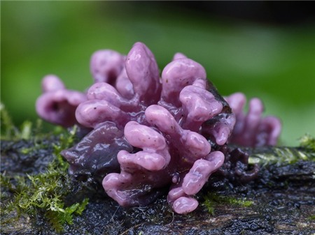 Loài nấm có hình dáng giống ruột non