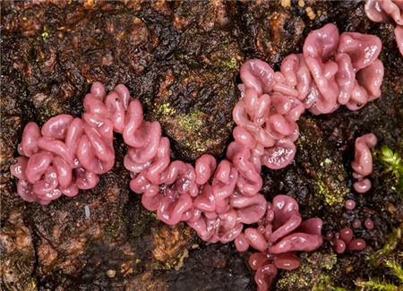 Loài nấm có hình dáng giống ruột non