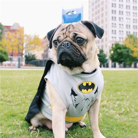 Chùm ảnh chú cún "cosplay" nổi tiếng trên Instagram 1