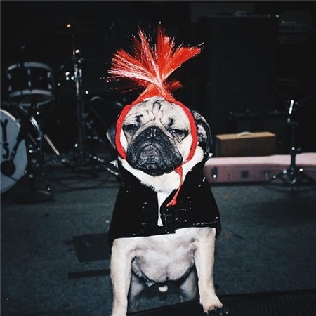 Chùm ảnh chú cún "cosplay" nổi tiếng trên Instagram 10