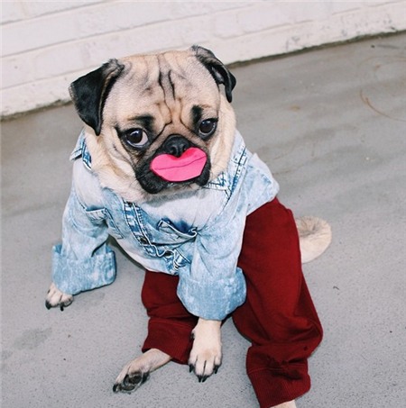 Chùm ảnh chú cún "cosplay" nổi tiếng trên Instagram 14