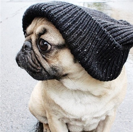 Chùm ảnh chú cún "cosplay" nổi tiếng trên Instagram 23
