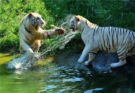 Có gì trong khu du lịch ông Dũng 'lò vôi' dọa đóng cửa?