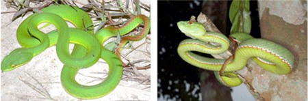Rắn lục đuôi đỏ tấn công dân Hà Nội, làm sao để đuổi?