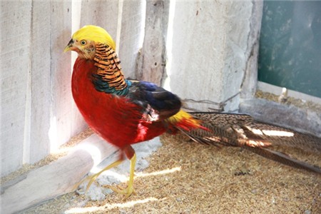 Chim trĩ hoàng đế có giá 10 triệu đồng/con