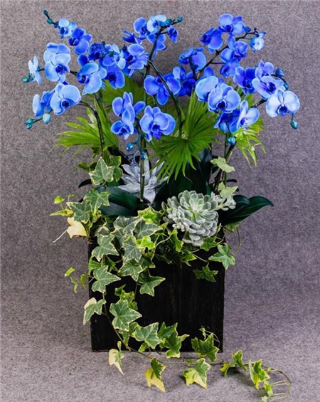 Gần 1 triệu đồng/cành lan hồ điệp xanh dương chưng Tết