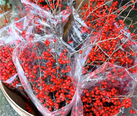 Gần 1 triệu đồng/cành lan hồ điệp xanh dương chưng Tết