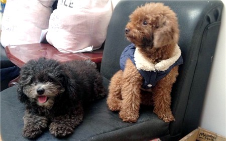 thú-cưng, chó, mèo, hàng-hiệu, sành-điệu, nhà-giàu, nhập-ngoại