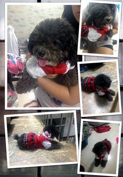 thú-cưng, chó, mèo, hàng-hiệu, sành-điệu, nhà-giàu, nhập-ngoại