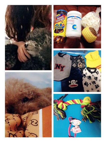 thú-cưng, chó, mèo, hàng-hiệu, sành-điệu, nhà-giàu, nhập-ngoại